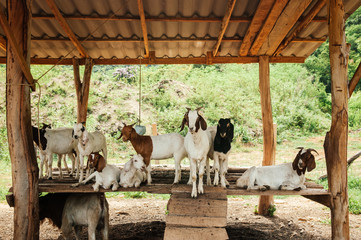 Group of milk goat with stupid cute face in rural farm - 270040980
