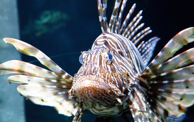 Fototapeta na wymiar Lion fish