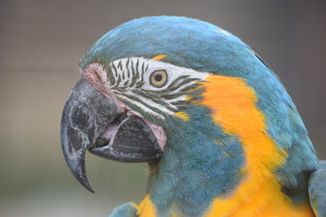 macaw close up