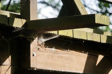 Spinnennetz an einer Holzbrücke im Spreewald
