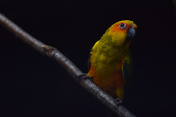 little yellow bird