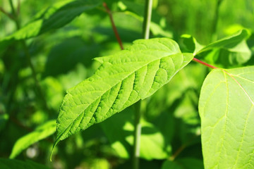 Green leaf in the sun in the city Park