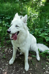 Obraz premium smiling white swiss shepherd dog 