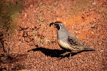 Gambel Quail I