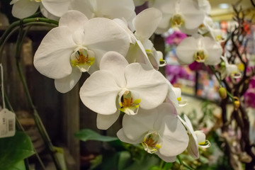 Background of several orchid bouquets