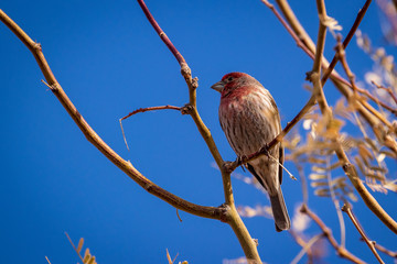 Male House Finch
