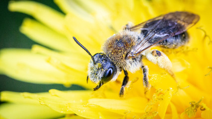 Makro pszczoła © Piotr