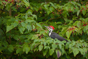 Pileated Woodpecker feeding on Dogwood Tree Berries.