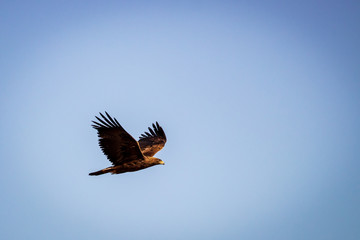 Fototapeta na wymiar Golden Eagle in Flight