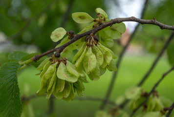 new growth of the plant in spring