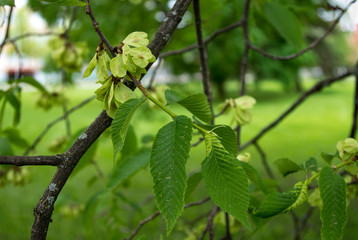 new growth of the plant in spring