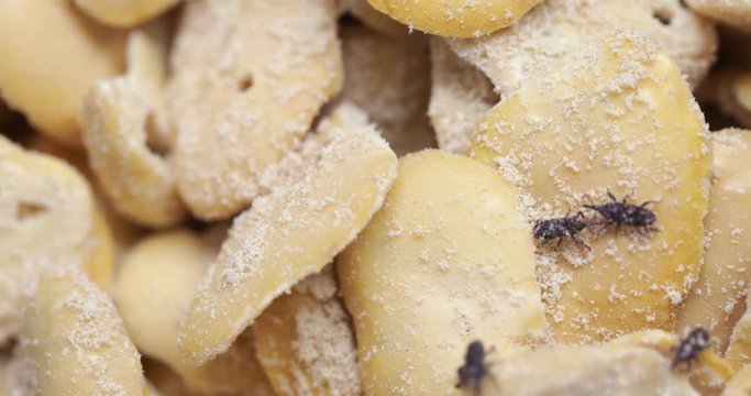  Grain weevil bugs in jar with dry beans, common domestic pest on stored grain food, close-up