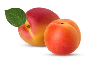 Two fresh ripe apricot with leaf