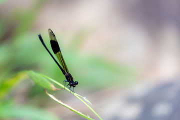 Portrait of damselfly - Black-banded Gossamerwing (Euphaea decorata)