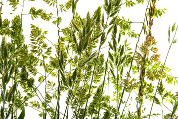 green flowering grass - shape isolated on a white background