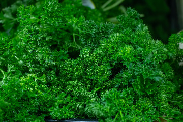 Fototapeta na wymiar A background of curly leaf parsley