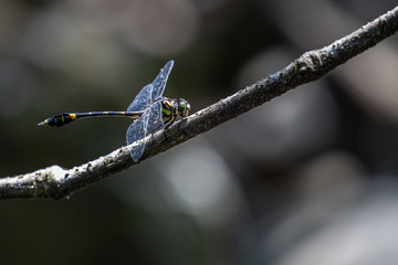 Endangered dragonfly - Chinese Tiger (Gomphidia kelloggi)