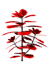 3D Rendering Red Coleus Plant on White