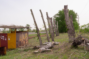 Thee pruning.