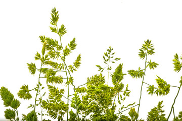 green flowering grass - shape isolated on a white background