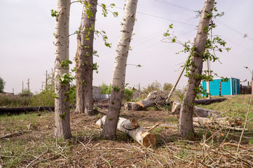 Thee pruning.