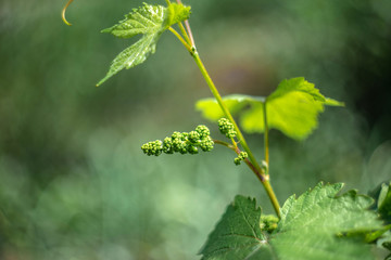 Shoots young growing grapes on the vine close-up.