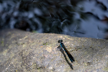 Portrait of damselfly - Common Blue Jewel (Rhinocypha perforata perforata)