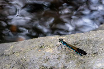 Portrait of damselfly - Common Blue Jewel (Rhinocypha perforata perforata)