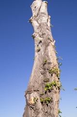 Naklejka premium Thee pruning.