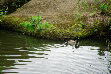 Mallard Duck swimming on lake, close-up, Nature Green Bird Wildlife.