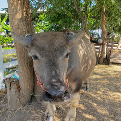 Closeup thai buffalo in the farm