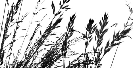 silhouette of grass - black shape isolated on a white © Vera Kuttelvaserova