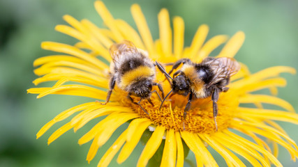 Dwie pszczoły © Piotr