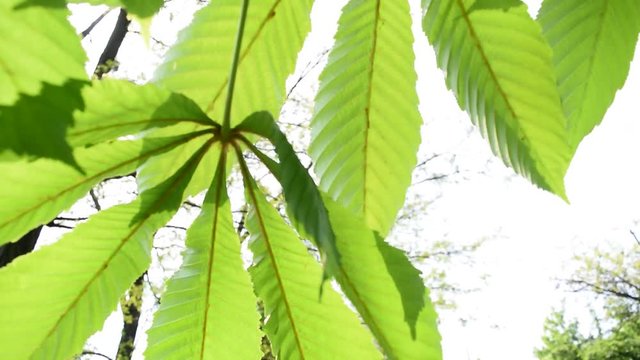 Large green chestnut foliage. Plants in spring.