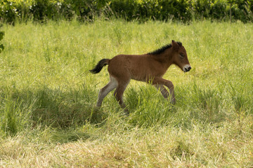Fohlen in Bewegung