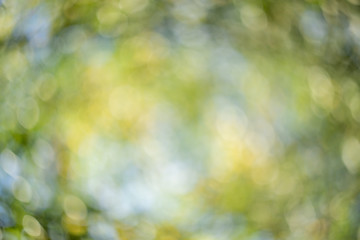 Abstract blurred green nature background.