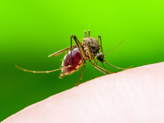 Encephalitis, Yellow Fever, Malaria Disease or Zika Virus Infected Culex Mosquito Parasite Insect Macro on Green Background