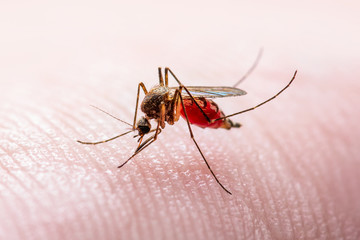 Encephalitis, Yellow Fever, Malaria Disease, Mayaro or Zika Virus Infected Culex Mosquito Parasite Insect on Skin Macro