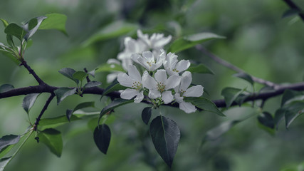 Spring backgrounds. Blooming apple tree.