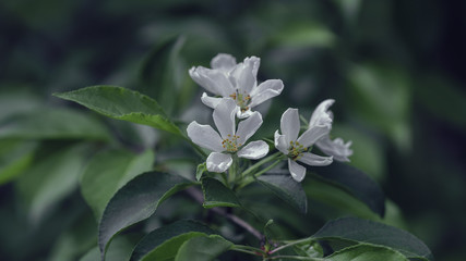 Spring backgrounds. Blooming apple tree.