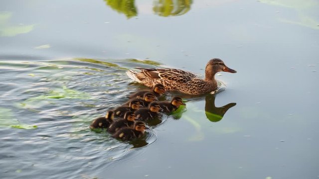 Female mallard duck with ducklings swimming on lake