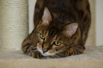A Bengal cat sits on its cat tree shortly before the hunt