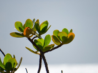 Folhas