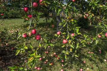 Apples on the branches of apple tree, apple fruit background, organic apples in the garden, food and agriculture concept