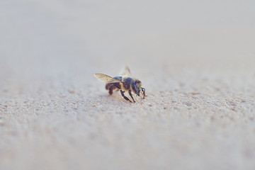 bee looks for minerals in the soil.