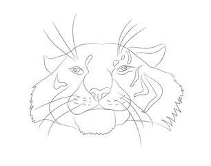 vector illustration portrait of tiger lines, vector