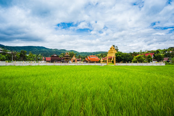 Paddy Rice Field Plantation Landscape with Buddhism temple