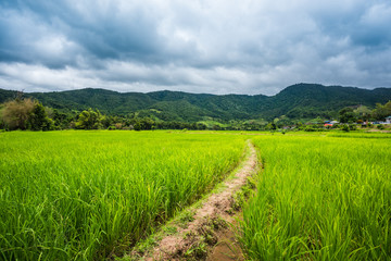 Fototapeta na wymiar Paddy Rice Field Plantation Landscape