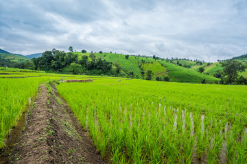 Obraz premium Paddy Rice Field Plantation Landscape with Mountain View Background