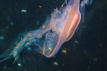 Purple striped jellyfish (Chrysaora colorata) a view of pink jellyfish, sea nettle, medusa (Medusozoa) © Wojciech Skóra